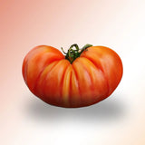 Tomato Seeds - Indeterminate - German Johnson Beefsteak - Alliance of Native Seedkeepers - Vegetable Seeds