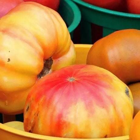 Tomato Seeds - Indeterminate - Gold Medal Beefsteak - Alliance of Native Seedkeepers - Vegetable Seeds