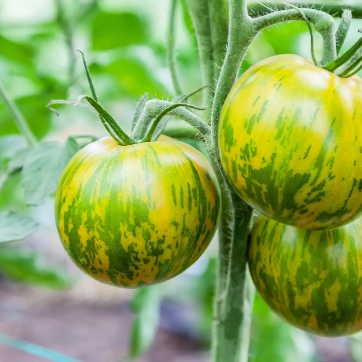 Tomato Seeds - Indeterminate - Green Zebra Standard - Alliance of Native Seedkeepers - Vegetable Seeds