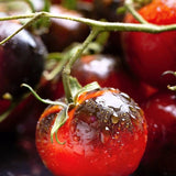 Tomato Seeds - Indeterminate - Indigo Cherry Drops Cherry - Alliance of Native Seedkeepers - Vegetable Seeds