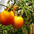 Tomato Seeds - Indeterminate - Jubilee Tomato Standard - Alliance of Native Seedkeepers - Vegetable Seeds