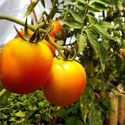 Tomato Seeds - Indeterminate - Jubilee Tomato Standard - Alliance of Native Seedkeepers - Vegetable Seeds