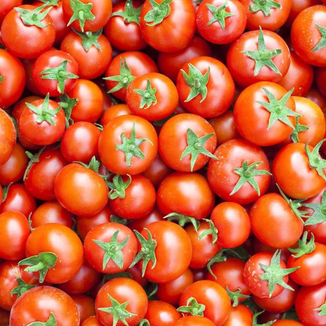 Tomato Seeds - Indeterminate - Large Red Cherry - Alliance of Native Seedkeepers - Vegetable Seeds