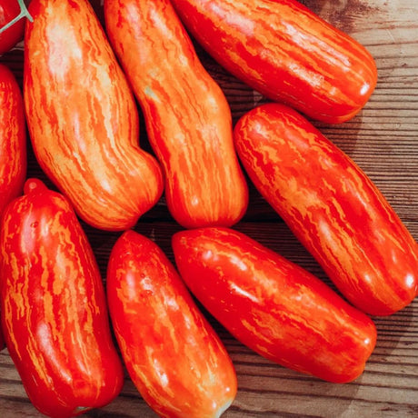 Tomato Seeds - Indeterminate - Speckled Roman Roma - Alliance of Native Seedkeepers - Vegetable Seeds