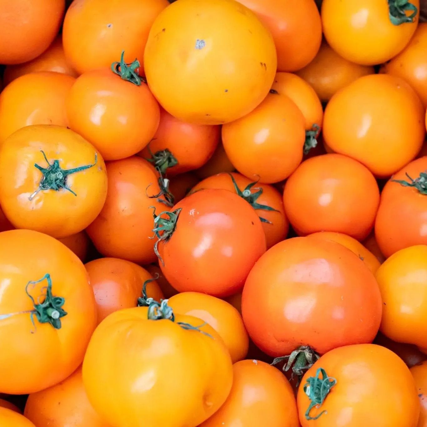 Tomato Seeds - Indeterminate - Valencia Slicing - Alliance of Native Seedkeepers - Vegetable Seeds