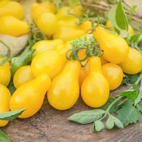 Tomato Seeds - Indeterminate - Yellow Pear Cherry - Alliance of Native Seedkeepers - Vegetable Seeds