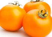 Tomato Seeds - Jaune Flammee - Alliance of Native Seedkeepers - Tomato, Orange