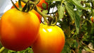 Tomato Seeds - Jubilee - Alliance of Native Seedkeepers - Tomato