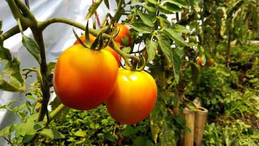 Tomato Seeds - Jubilee - Alliance of Native Seedkeepers - Tomato