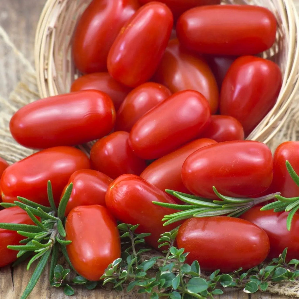 Tomato Seeds - Martino's Roma - Alliance of Native Seedkeepers - Tomato