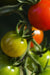Tomato Seeds - Mexico Midget - Alliance of Native Seedkeepers - Tomato