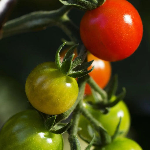 Tomato Seeds - Mexico Midget - Alliance of Native Seedkeepers - Tomato