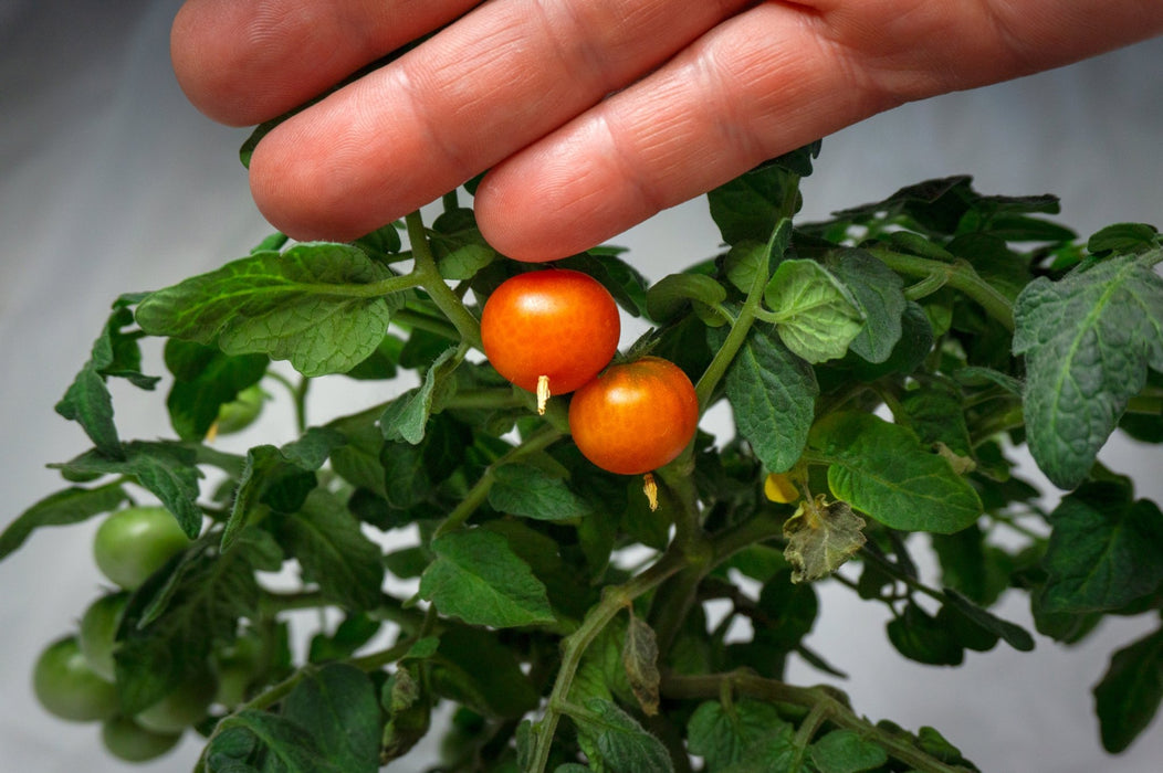 Tomato Seeds - Micro Tom - Alliance of Native Seedkeepers - Tomato