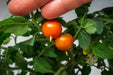 Tomato Seeds - Micro Tom - Alliance of Native Seedkeepers - Tomato