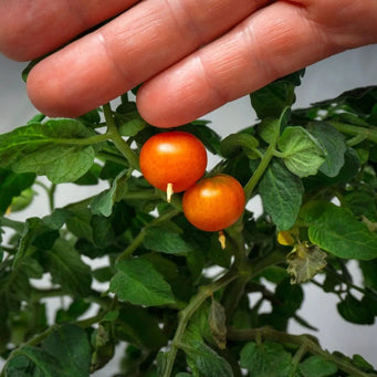 Tomato Seeds - Micro Tom - Alliance of Native Seedkeepers - Tomato