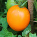 Tomato Seeds - Moonglow - Alliance of Native Seedkeepers - 0. New Items 2022