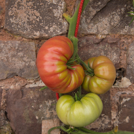 Tomato Seeds - Mortgage Lifter - Alliance of Native Seedkeepers - Tomato