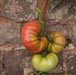 Tomato Seeds - Mortgage Lifter - Alliance of Native Seedkeepers - Tomato