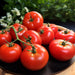 Tomato Seeds - Oregon Spring - Alliance of Native Seedkeepers -
