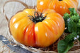 Tomato Seeds - Pineapple - Alliance of Native Seedkeepers - Tomato