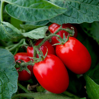 Tomato Seeds - Sheboygan - Alliance of Native Seedkeepers - Tomato