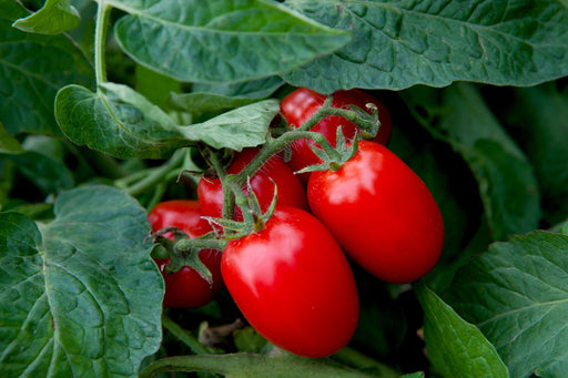 Tomato Seeds - Sheboygan - Alliance of Native Seedkeepers - Tomato