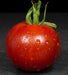 Tomato Seeds - Stupice - Alliance of Native Seedkeepers - Tomato