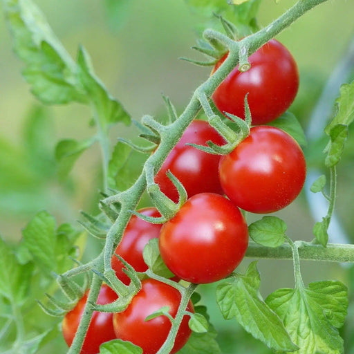 Tomato Seeds - Sweetie Cherry - Alliance of Native Seedkeepers - Tomato