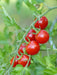 Tomato Seeds - Sweetie Cherry - Alliance of Native Seedkeepers - Tomato