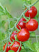 Tomato Seeds - Sweetie Cherry - Alliance of Native Seedkeepers - Tomato