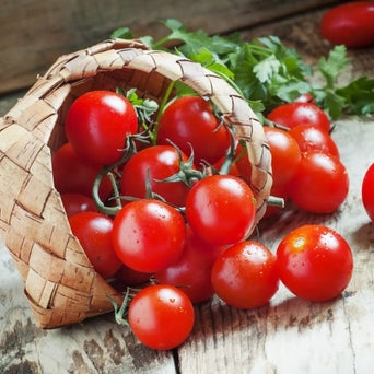 Tomato Seeds - Tommy Toe - Alliance of Native Seedkeepers - Tomato