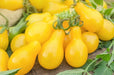 Tomato Seeds - Yellow Pear - Alliance of Native Seedkeepers - Tomato