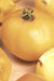 Tomato, Wapsipinicon Peach - Alliance of Native Seedkeepers - 0. New Items 2022