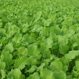 Turnip Seeds - Seven Top - Alliance of Native Seedkeepers - Turnip
