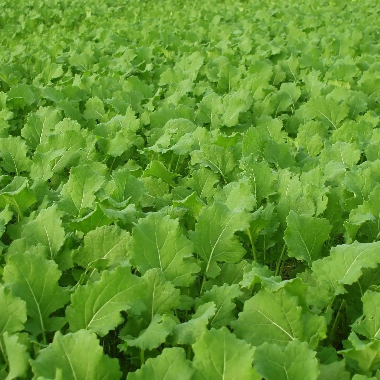 Turnip Seeds - Seven Top - Alliance of Native Seedkeepers - Turnip