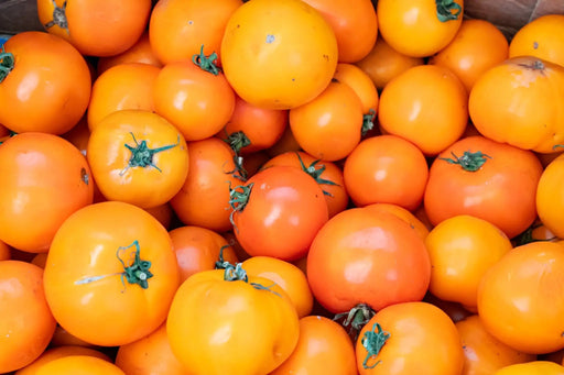 Valencia Tomato - Alliance of Native Seedkeepers - Tomato