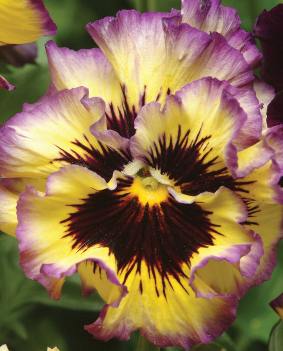 Viola Seeds - Frizzle Sizzle Lemonberry Pansy (Coming Jan/Feb 2024) - Alliance of Native Seedkeepers -