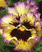 Viola Seeds - Frizzle Sizzle Lemonberry Pansy (Coming Jan/Feb 2024) - Alliance of Native Seedkeepers -