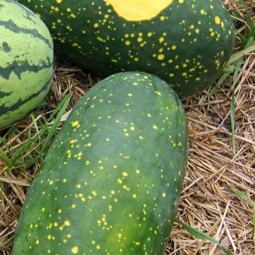 Watermelon Seeds -Moon and Stars - Alliance of Native Seedkeepers - 2. All Fruits