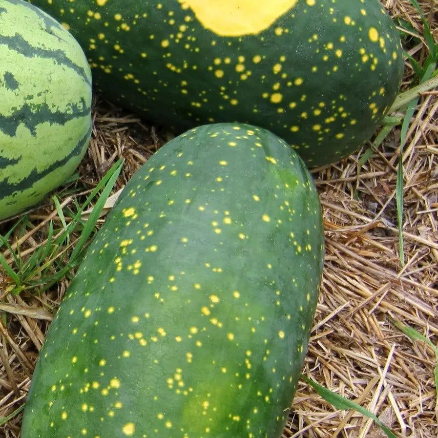 Watermelon Seeds - Vining - Moon and Stars Watermelon - Alliance of Native Seedkeepers - Vegetable Seeds