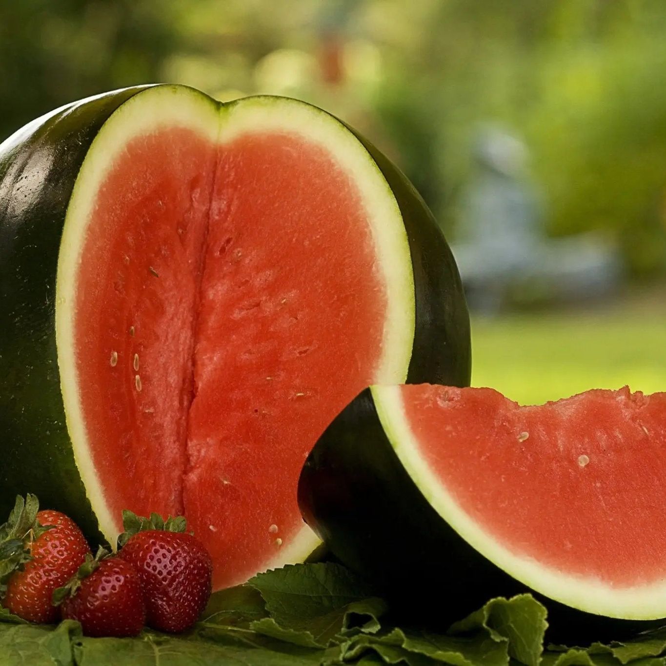 Watermelon Seeds - Vining - Sugar Baby Watermelon - Alliance of Native Seedkeepers - Vegetable Seeds