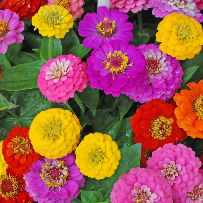 Zinnia Seeds - California Giant Mixed - Alliance of Native Seedkeepers - 3. All Flowers