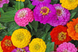 Zinnia Seeds - California Giant Mixed - Alliance of Native Seedkeepers - 3. All Flowers