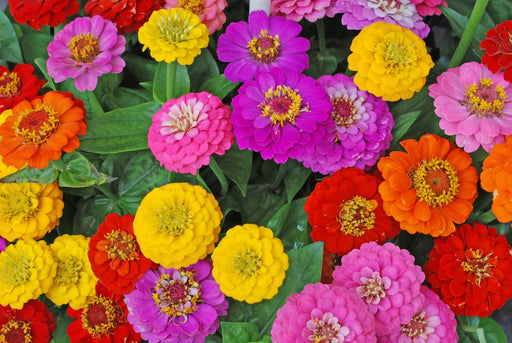 Zinnia Seeds - California Giant Mixed - Alliance of Native Seedkeepers - 3. All Flowers