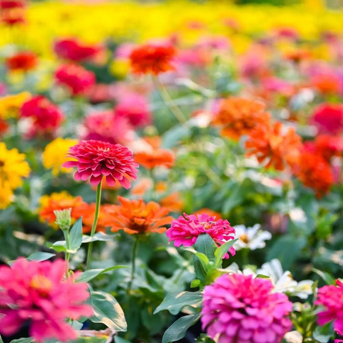 Zinnia Seeds - Lilliput Mixed Colors - Alliance of Native Seedkeepers - 3. All Flowers