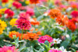 Zinnia Seeds - Lilliput Mixed Colors - Alliance of Native Seedkeepers - 3. All Flowers