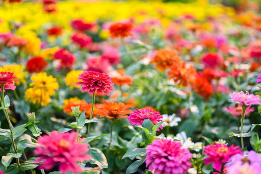 Zinnia Seeds - Lilliput Mixed Colors - Alliance of Native Seedkeepers - 3. All Flowers