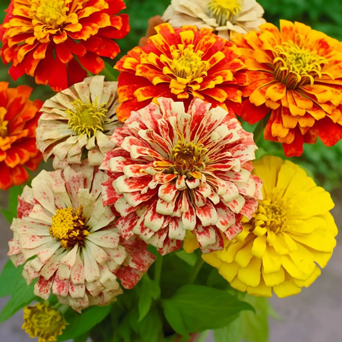 Zinnia Seeds - Peppermint Stick - Alliance of Native Seedkeepers -