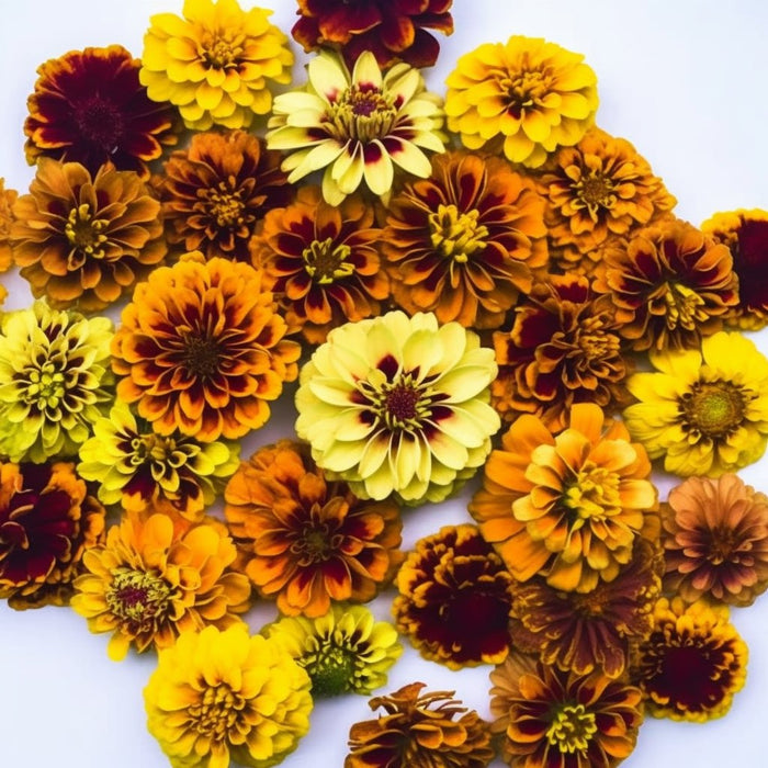 Zinnia Seeds - Persian Carpet - Alliance of Native Seedkeepers -