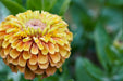 Zinnia Seeds - Queen Lime With Blush - Alliance of Native Seedkeepers - Zinnia